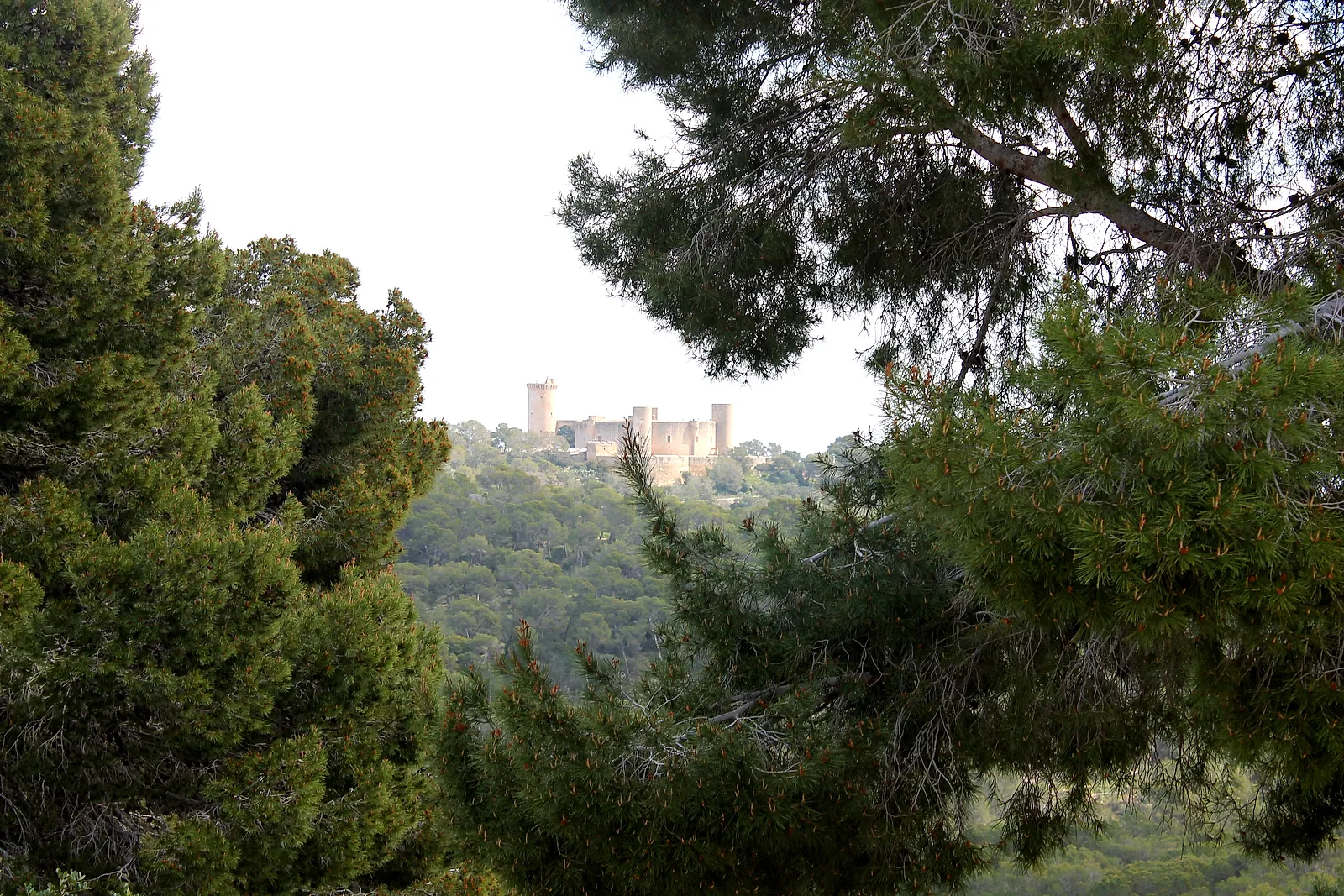Castillo de Bellver entre los pinos del Bosque de Bellver, en el entorno de Son Bono